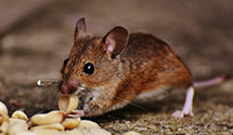24 Hour & Emergency Exterminators in Flemington, PA